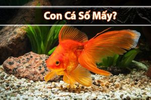 Con cá số mấy? Mơ thấy cá đánh số đề con gì?