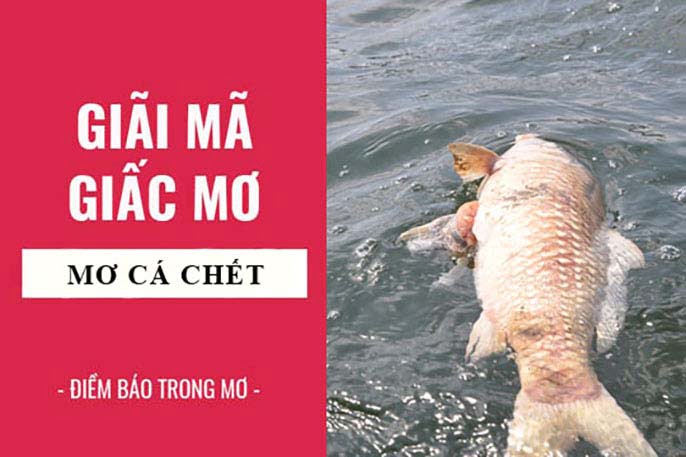 Con cá số mấy? Mơ thấy cá đánh số đề con gì?