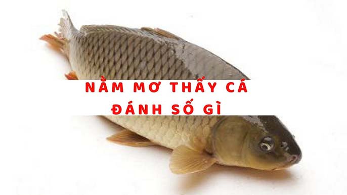 Con cá số mấy? Mơ thấy cá đánh số đề con gì?