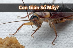 Con gián số mấy? Mơ thấy Gián đánh đề con gì chắc ăn?