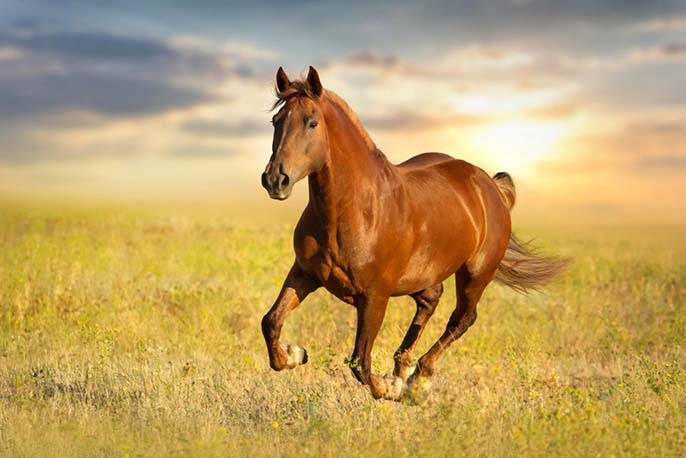Ngựa số mấy? Mơ thấy Ngựa nên đánh đề con gì dễ thắng?