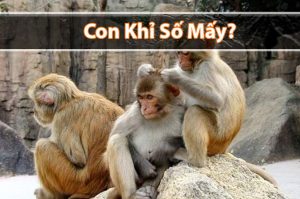 Khỉ số mấy? Mơ thấy Khỉ đánh đề con gì chuẩn?