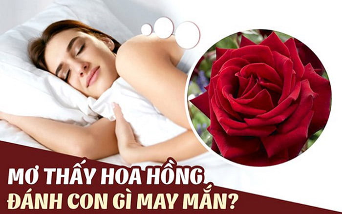 Giải mã giấc mơ thấy hoa hồng? Mơ thấy hoa hồng đánh con gì vào hôm sau