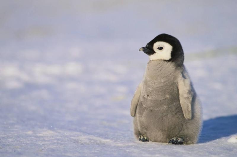 Bí ẩn đằng sau giấc chiêm bao thấy chim cánh cụt là gì?