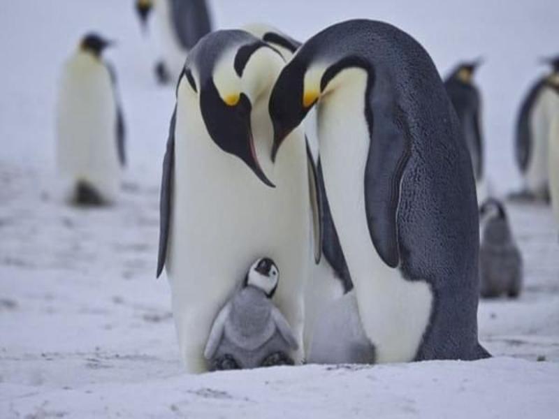 Luận giải một số giấc mộng thấy chim cánh cụt