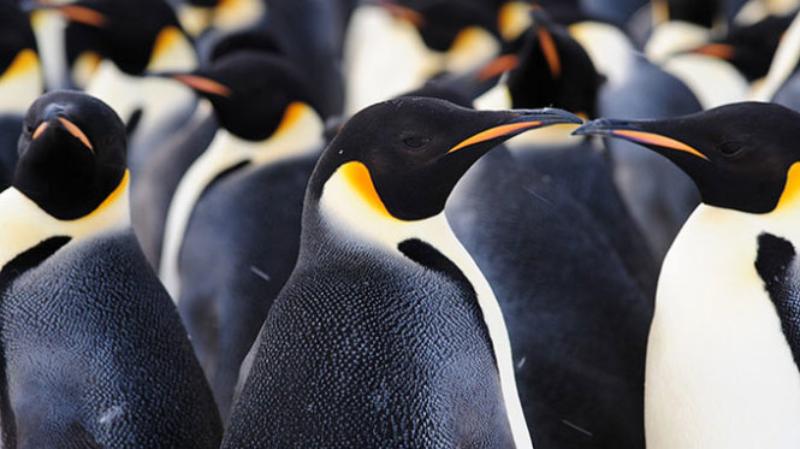 Chốt số đề cực chuẩn với giấc chiêm bao thấy chim cánh cụt 