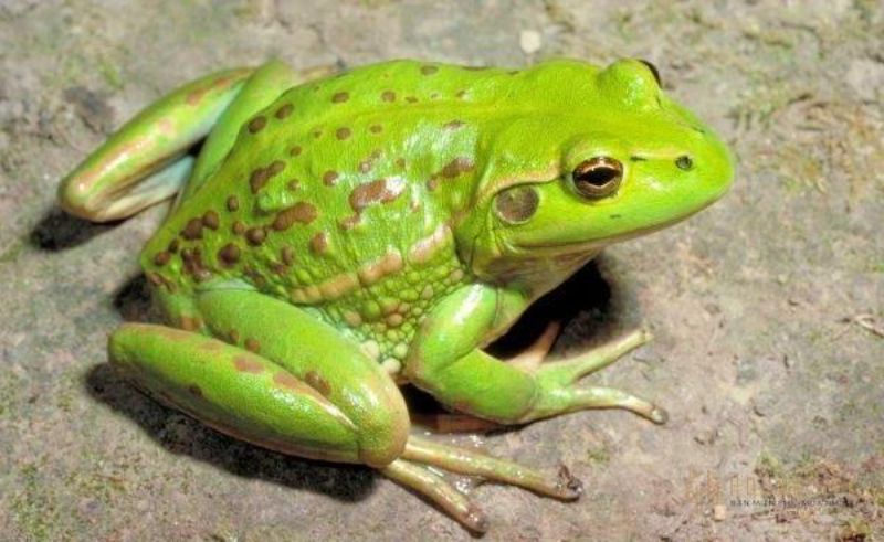 Bí ẩn về giấc mộng thấy con ếch là gì?