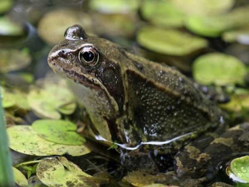 Đổi đời với những con số may mắn liên quan đến giấc mộng thấy ếch 